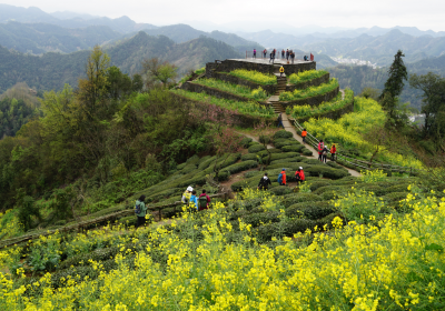 Huizhou Ruoling Ancient Trail & Blossom Expedition