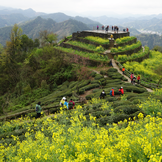 Huizhou Ruoling Ancient Trail & Blossom Expedition
