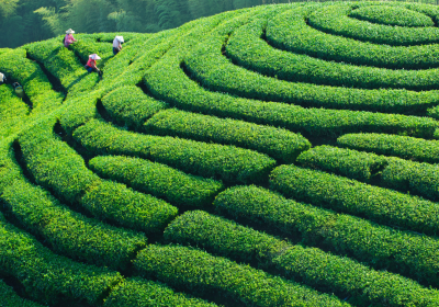 Huizhou Ancient Tea & Artisan Village Expedition