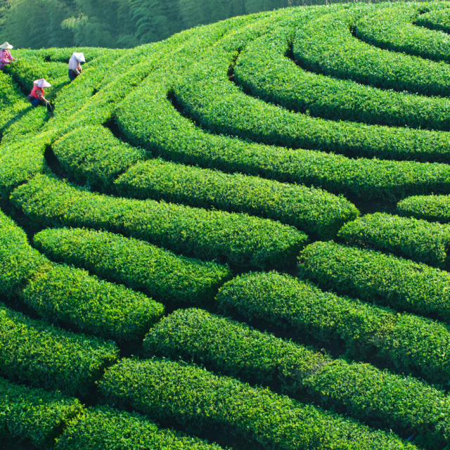 Huizhou Ancient Tea & Artisan Village Expedition