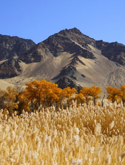 Dunhuang Golden Populus Wilderness Expedition