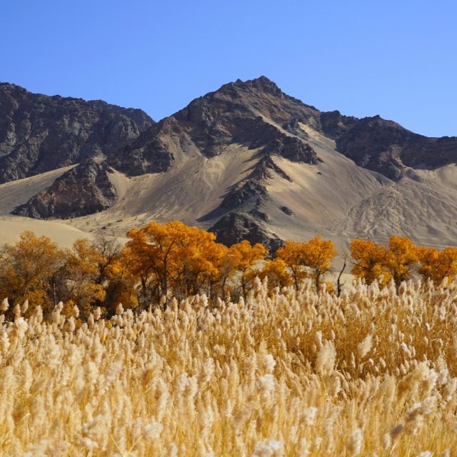 Dunhuang Golden Populus Wilderness Expedition